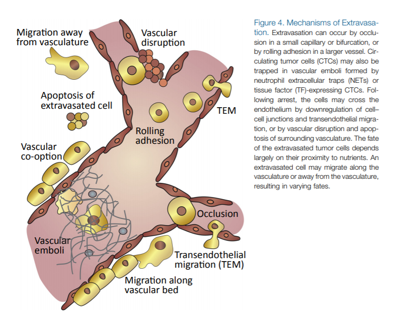 Metastase embolia vascular