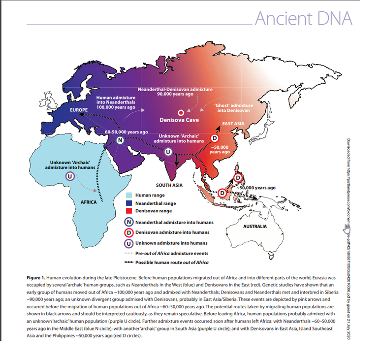 Ancestral comum humano