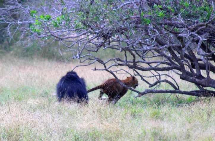 Sloth bear chasing leopard 2
